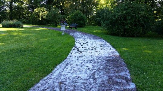 Miejski chodnik z zielenią pielęgnowaną bez użycia chemii